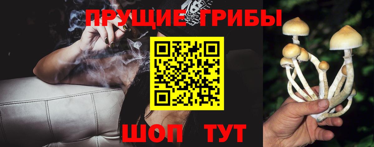Псилоцибиновые грибы Psilocybe Белореченск